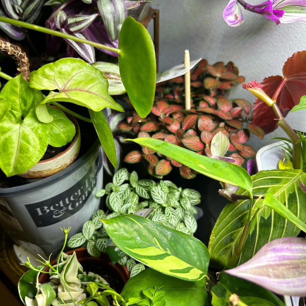 Five Mystery Plants Cuttings some are rooted as well